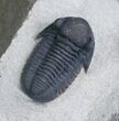 Beautifully Preserved Gerastos Trilobite - #7132-4